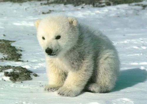 polar-bear-pup